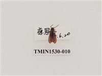 藏品(前角扣頭蟲科)的圖片